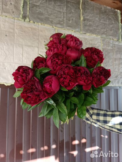 Пионы срезка