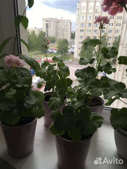 Пеларгония герань, Фуксия ампельная цветущая