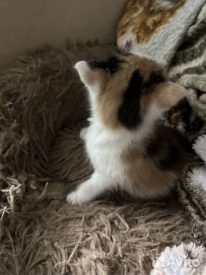 Котенок девочка