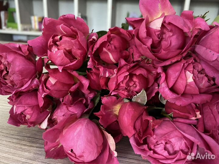 Кустовая пионовидная роза, розы оптом, пионы