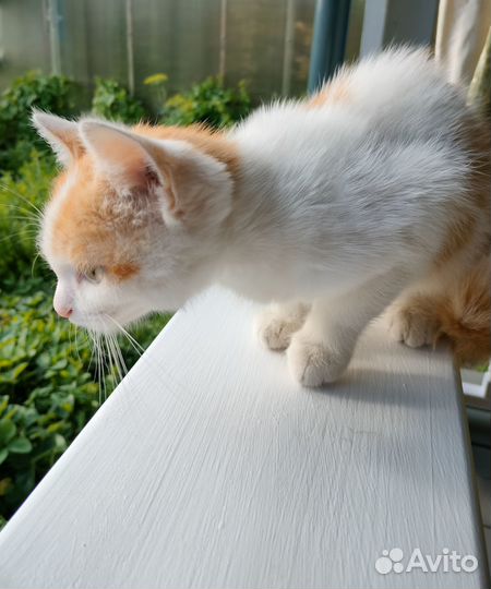 Котёнок Маус ищет хозяина