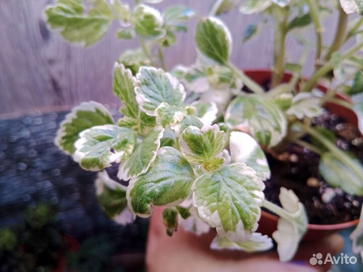 Плектрантус вариегатный