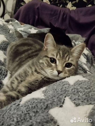 Кошечка на вязку