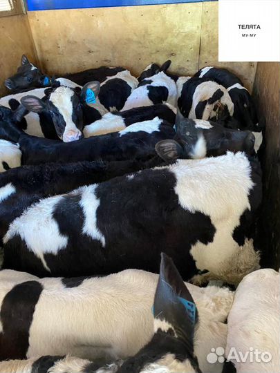 Телята Бычки