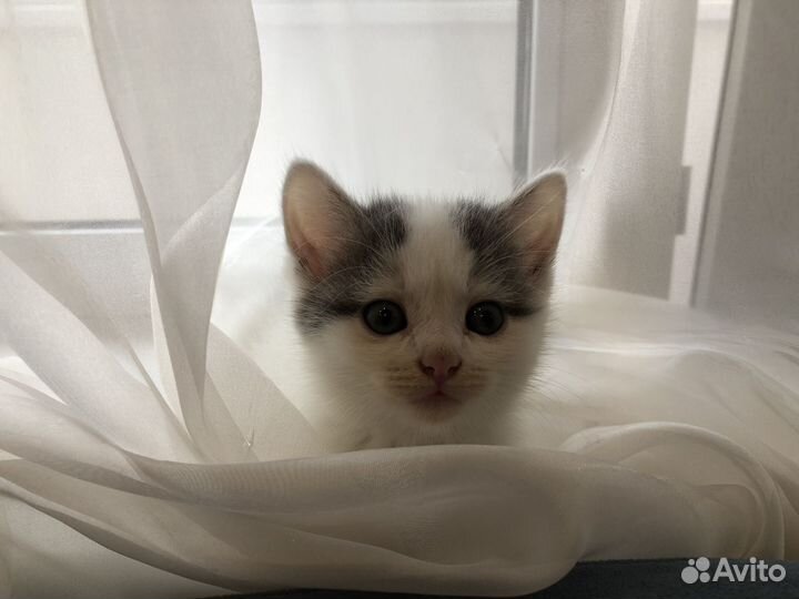 Кошечка в добрые руки