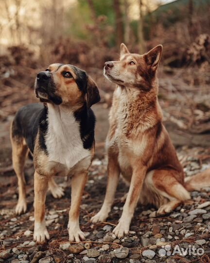 Собака в добрые руки