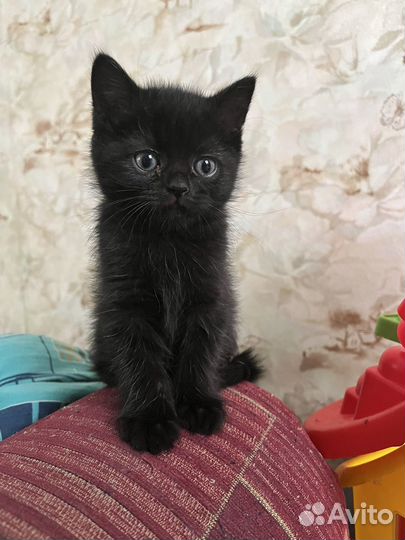 Британские котята