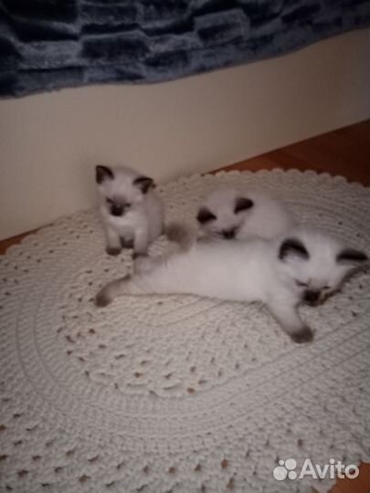 Продам котят