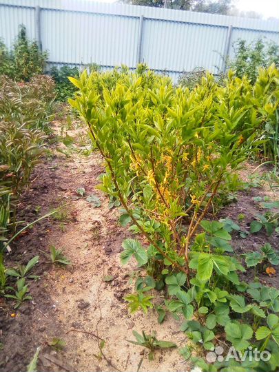 Форзиция. Жасмин алыча. Вишня войлочная