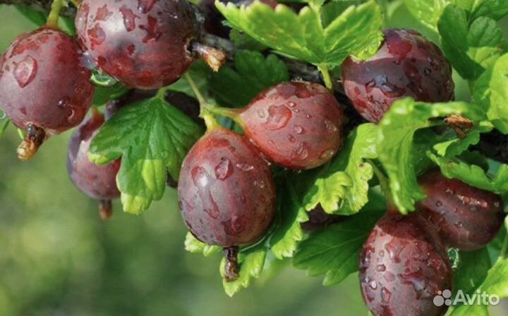 Ирга, вишня, крыжовник, жимолость на рассаду