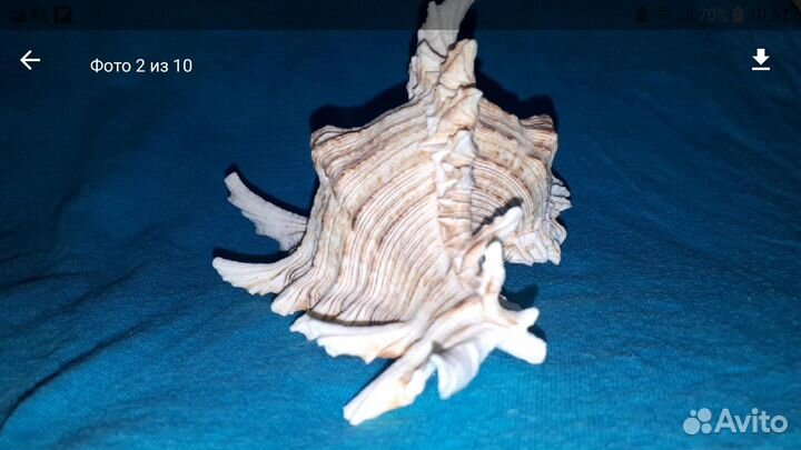 Раковина Ракушка