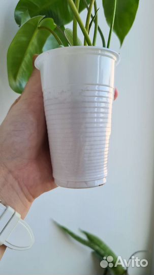 Филодендро Бурле Маркс