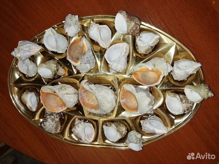 Морские ракушки