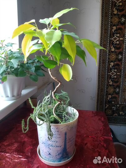 Фикус ствол-спираль