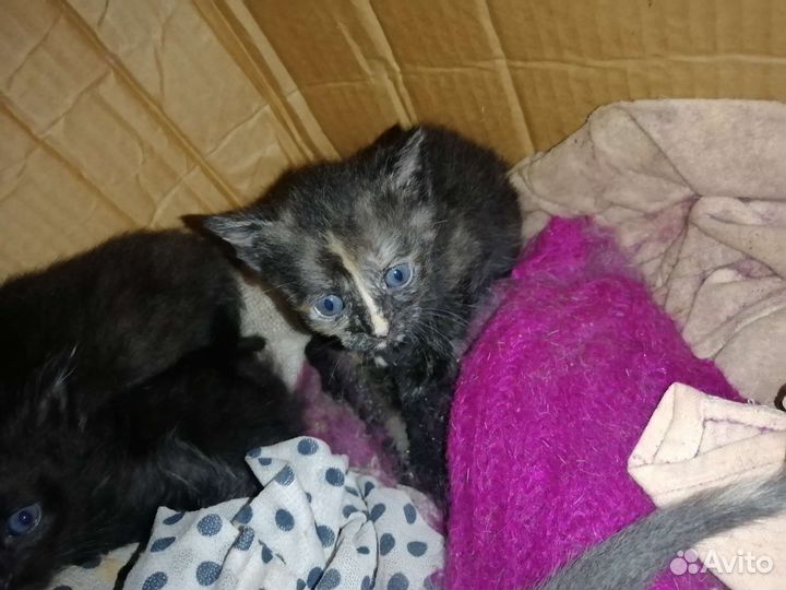 Котята в добрые руки