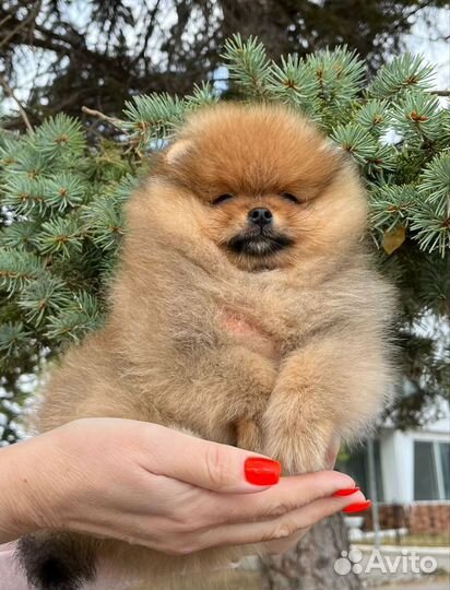 Померанский шпиц мишки меховушки