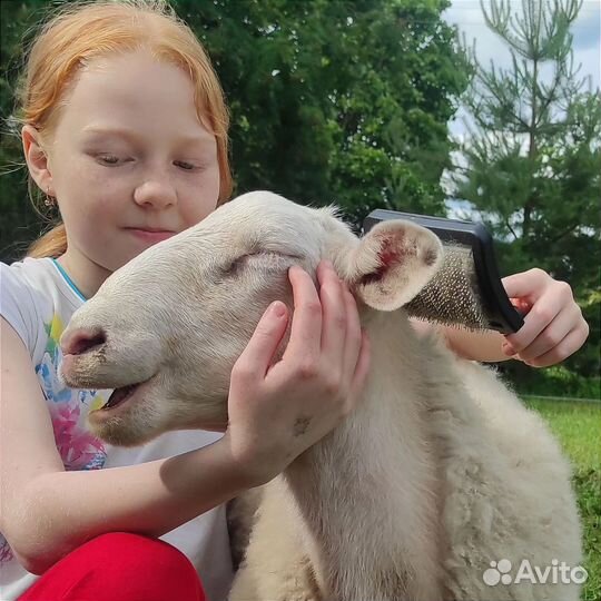 Баран катумский