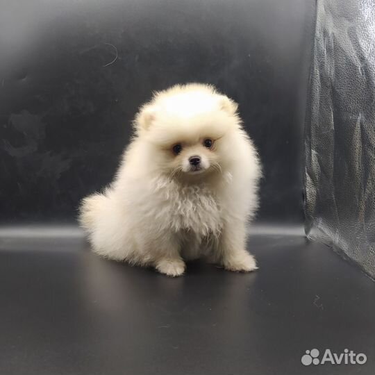 Мини мальчик померанского шпица