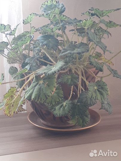 Комнатные цветы