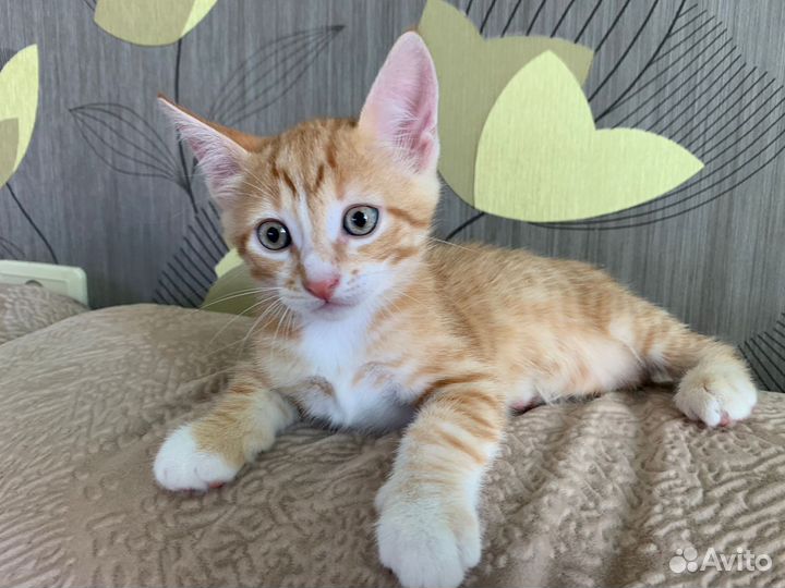 Котенок в хорошие руки