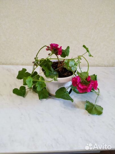 Ампельная герань