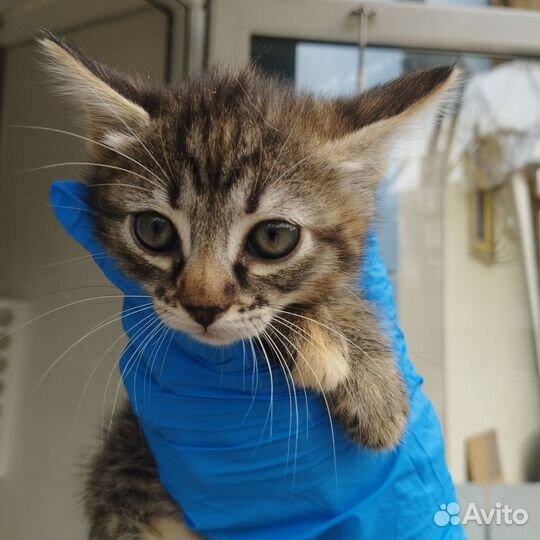 Европейская