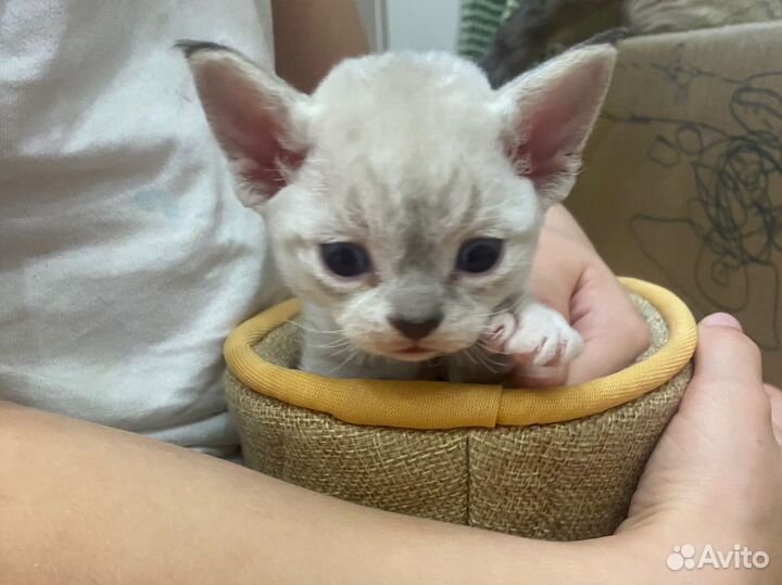 Котята девон-рекс