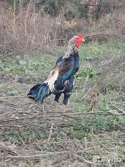 Бойцовый петух