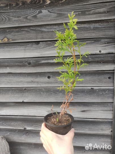 Туя смарагд саженцы 10-30 см