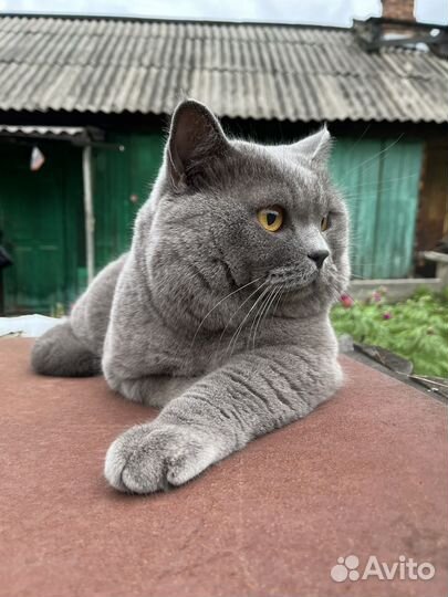 Британский кот вязка