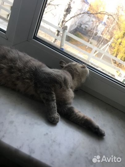 Отдам в добрые руки