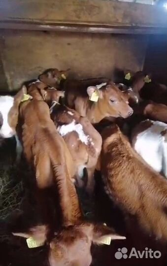 Телята бычки