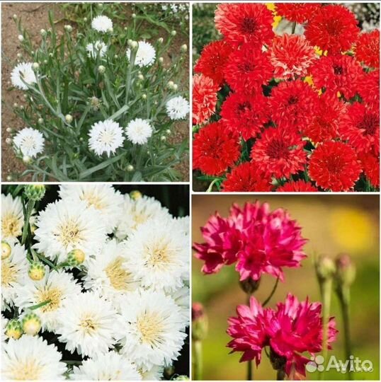 Васильки махровые семена