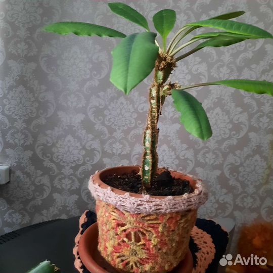 Комнатные цветы молочай