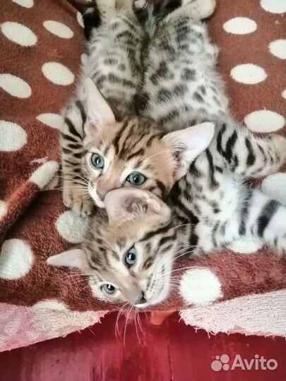 Бенгальская