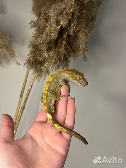 Бананоед и террариум