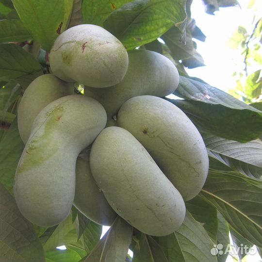 Саженцы азимины, банановое дерево, дерево азимина
