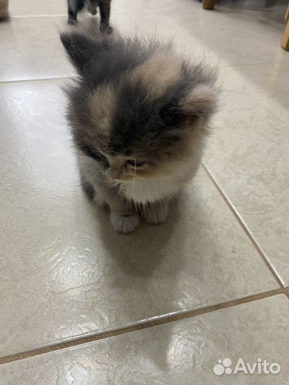 Отдам котят