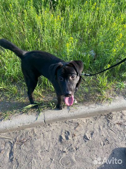 Отдам в хорошие руки собаку