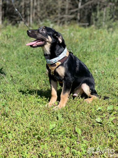 Собака в добрые руки щенок