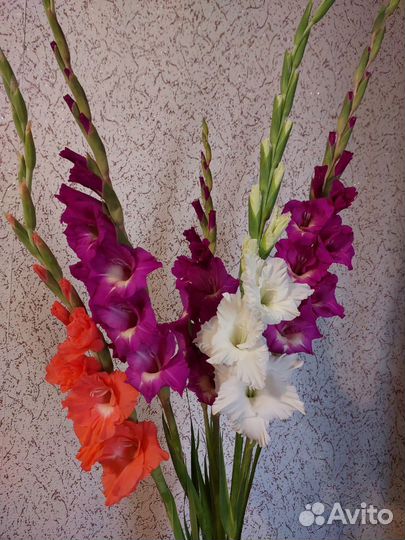 Гладиолус свежий срез