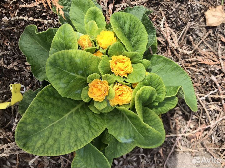 Примула беларина