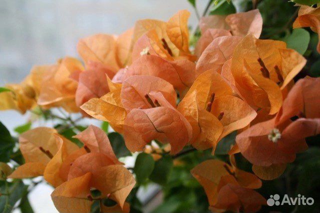 Комнатные растения и цветы. Бугенвиллия сортовая