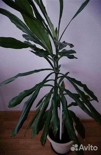 Драцена душистая 155 см