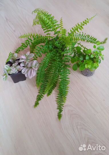 Зеленые растения для украшения дома