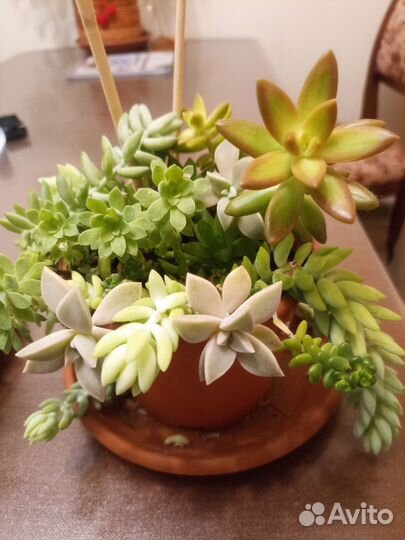 Сукуленты на обмен