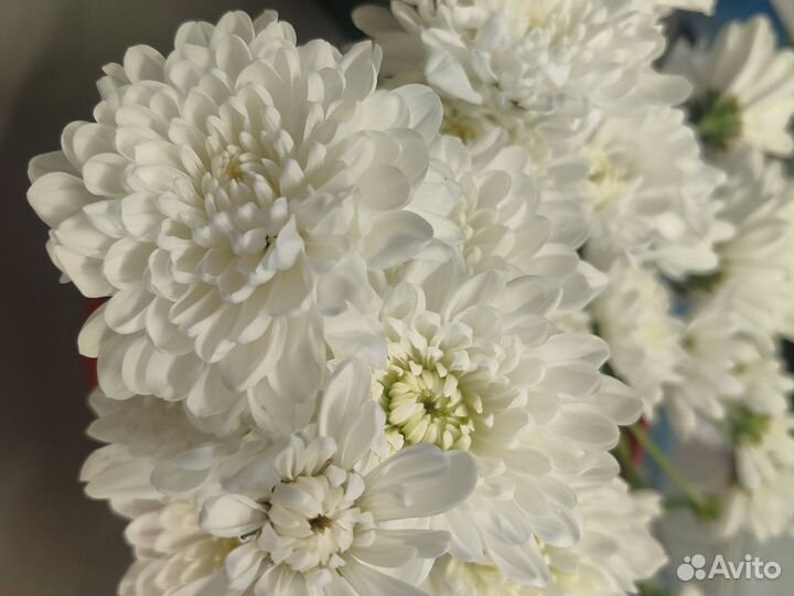 Хризантема