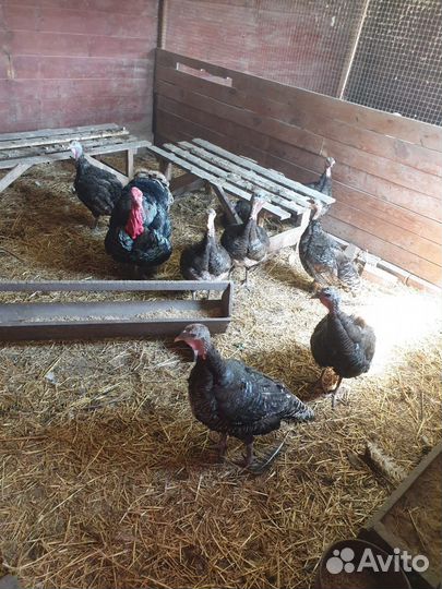 Индюшачье мясо / мясо индюка