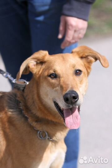 Мирочка- добрая собака ищет дом