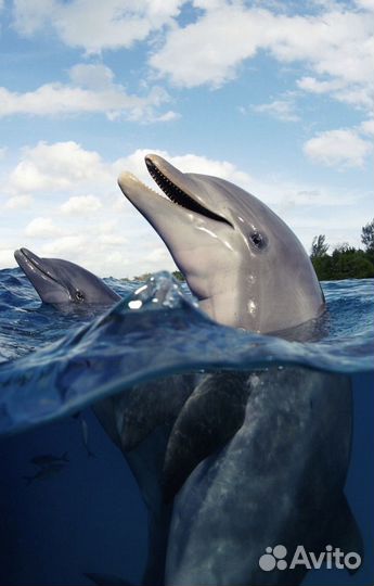 Морская прогулка к дельфинам в Адлере